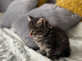 2 Female & 2 Male Tabby Kittens (6-7 Weeks Old) Looking for a Home in Medway