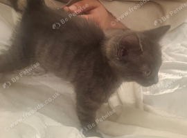 Grey bhs female kitten