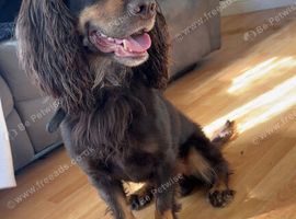 Chocolate and tan boy