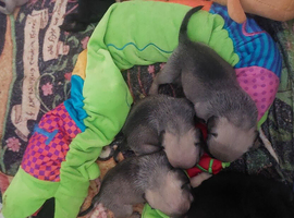 Frug pups