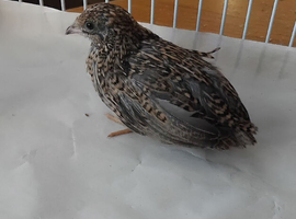 8 young Chinese painted quail