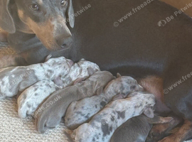 Beautiful miniature Dachshunds
