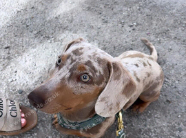 Dapple miniature dachshund
