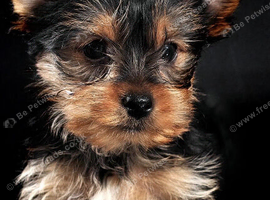 WANTED: Loving Dog for Forever Home.