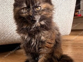Maine coon x BSH kitten last girl ready now