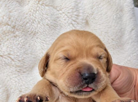 8 Beautiful Golden Retriever Puppies Looking for Their Forever Families