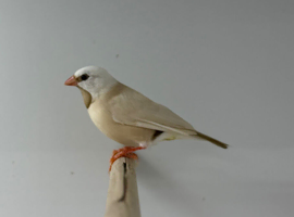 Long-tailed Finch