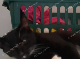 Numerous cats/kittens needing a new home