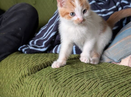 1 male kitten