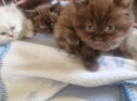 British short haired cross kittens for sale