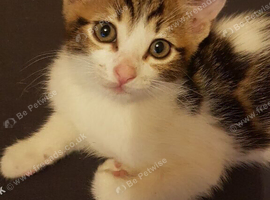Sweet male kitten &ndash; 11 weeks old.
