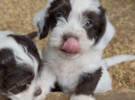 FARM BRED Jack Russell puppies