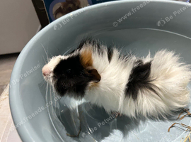 Guinea pigs for sale