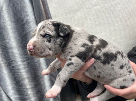 Lurcher puppies