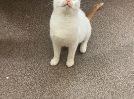 Female 2 years old