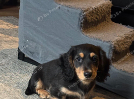 REDUCED KC REGISTERED Long Haired Miniature Daschund puppies looking for there forever home.