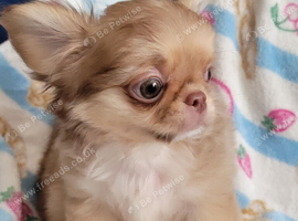 Beautiful Long haired chihuahua puppies
