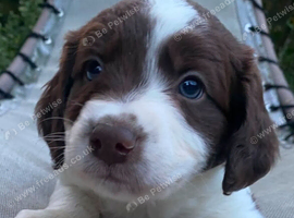 Border collie puppies