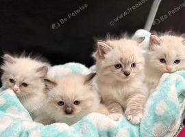 Stunning GCCF Ragdoll Boys - Champion Lines