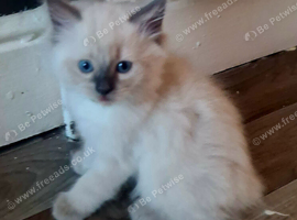 Pure ragdoll kitten for sale
