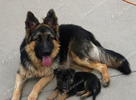German shepherd puppies