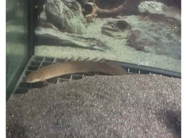 Bichirs for sale
