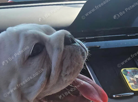 Female English Bulldog
