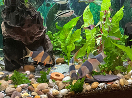 Large 3 clowm loach