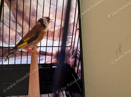 2 Goldfinches for sale