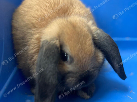 Gorgeous Sooty Fawn Mini Lop Available Now!