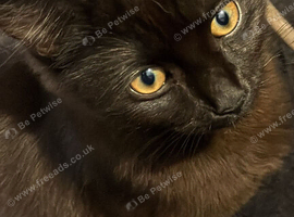 Male kitten black