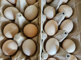 Pekin fertile hatching eggs