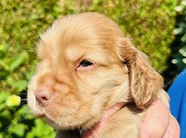 lyncham cocker spaniels