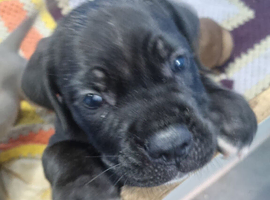 Cane corso puppies