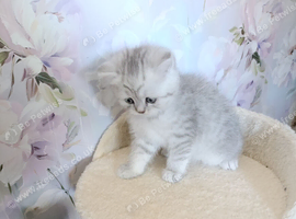 Kittens