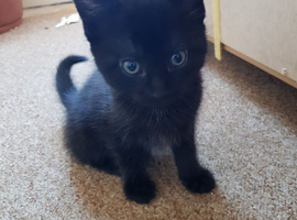 1 boy . beautiful kitten.