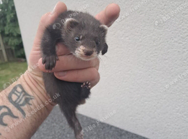 Ferrets various litters