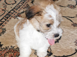 Shih tzu xj jorkie