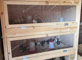 Brand new hatching cage