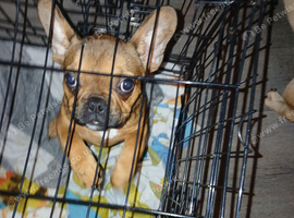 Female last of littker to go 14 week old