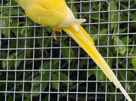 Breeding Pair Ringnecks