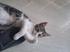1 male tabby kitten  12weeks