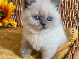 ABSOULETLY BEAUTIFUL PURE BRED BSH TEDDY BEARS