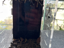 Sungaya stick insects