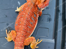 Bearded dragons