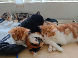 Kittens for sale