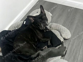 french bulldog
