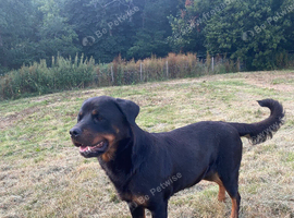 Rottweiler Bitch for rehome