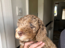Sproodle puppies ONLY2LEFT
