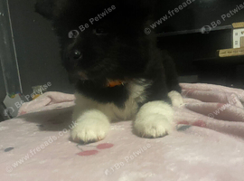 Ready now Akita puppy&rsquo;s